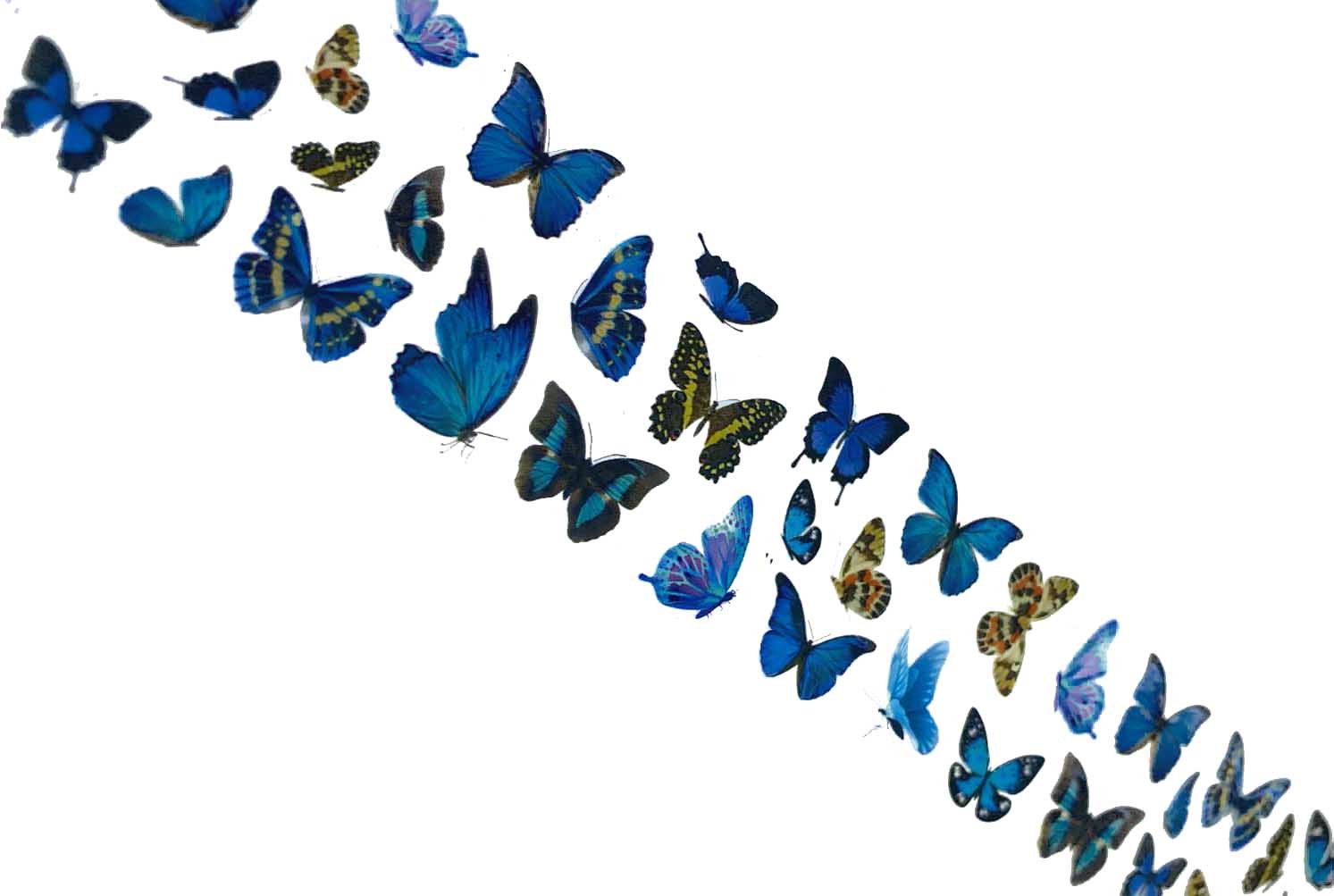 115 - Lámina de mariposa azul moteada