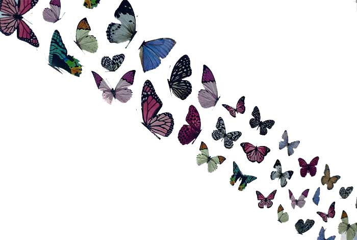 63 - Lámina Mariposa Blancos Veteados