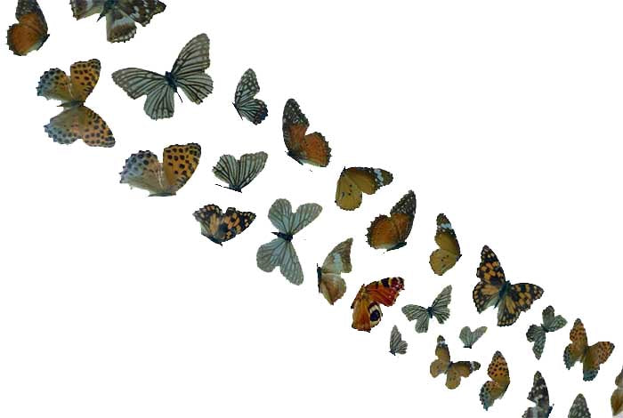 112 - Florete de mariposas capitanes